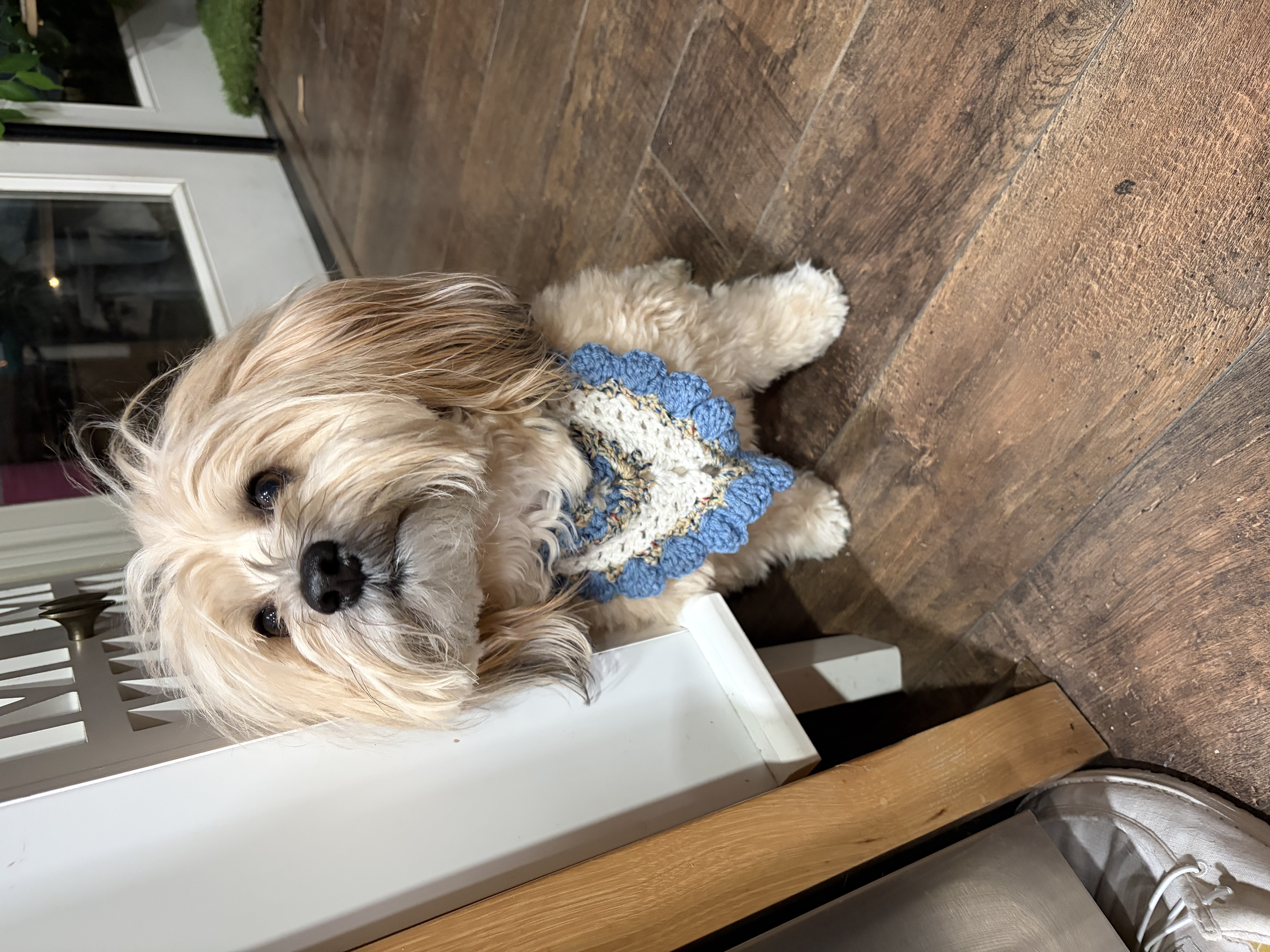 Dog wearing a blue and cream crochet bandana