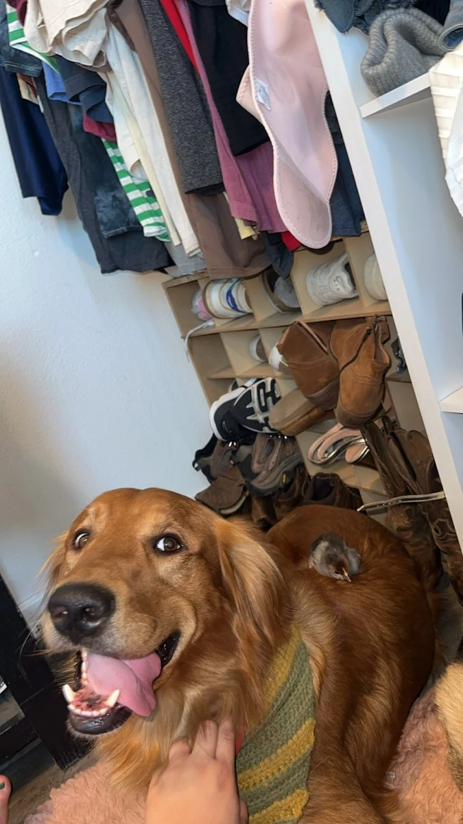 A golden retriever wearing a handmade bandana